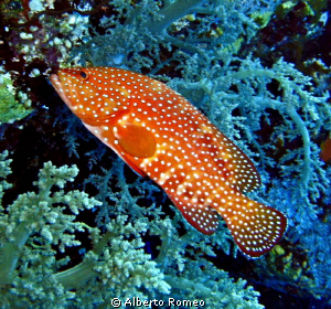Portrait of a Coral Cod ( Cephalopholis miniata) by Alberto Romeo 